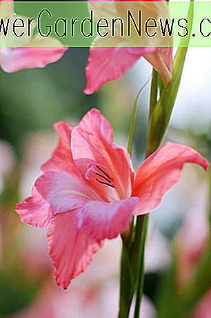 Gladiolus 'Beauté charmante' (épée-lys)