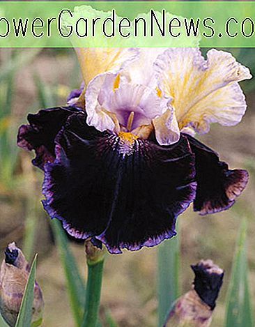ไอริส 'เข้ารอบสุดท้าย' (Bearded Iris)