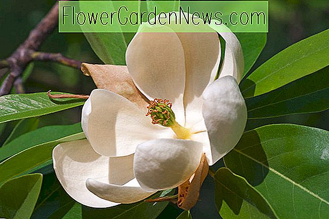 Magnolia virginiana (Süße Bucht Magnolie)