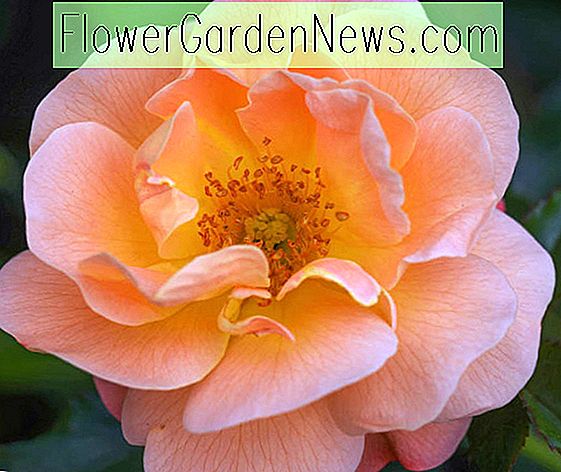 Rosa 'Carpet Flower Amber'