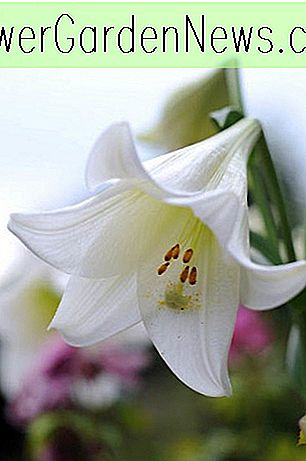 Lilium longiflorum 'White Heaven' (Pasen Lily)