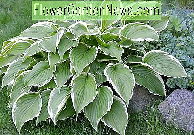 Hosta 'Francee' (Fortunei) (Plantain Lily)