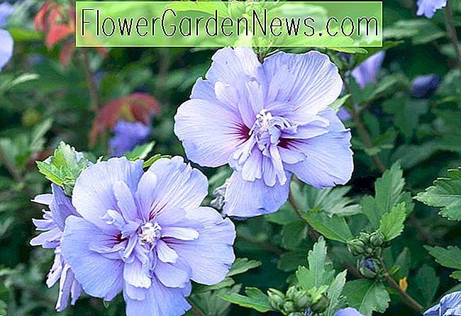 Hibiscus syriacus 'Blue Chiffon', Róża Sharon 'Blue Chiffon', Krzew Althea 'Blue Chiffon', Kwitnienie Krzew, Niebieskie kwiaty, Niebieski Hibiskus