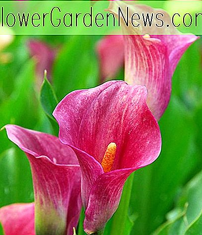 Zantedeschia rehmannii (Pink Calla Lily)