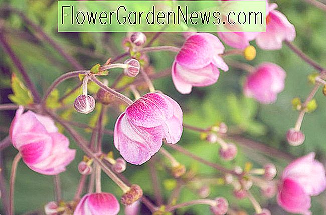 Anemone x hybrida 'Rosenschale' (ญี่ปุ่น Anemone)