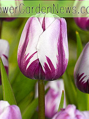 Tulipa 'Zurel' (Triumf tulipan)