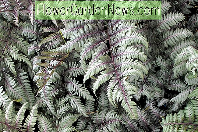 Athyrium niponicum var.  pictum 'Silver Falls' (Painted Lady Fern)