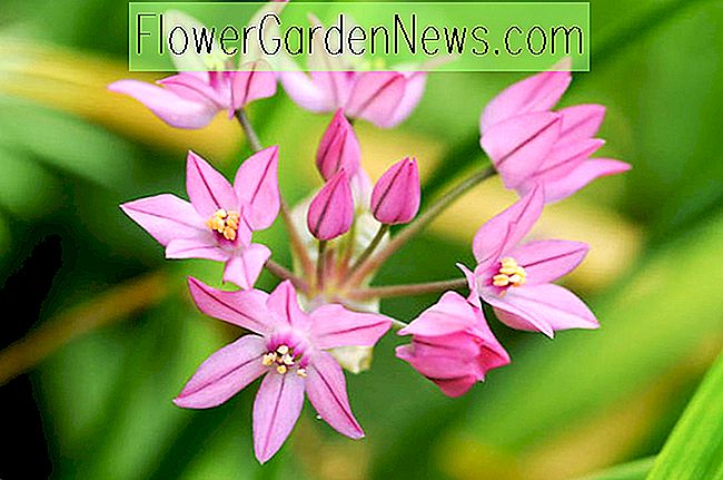 Allium oreophilum (Pink Lily Leek)