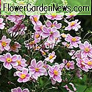 Anemone x Hybrida 'Robustissima', japoński Anemone Robustissima ', Windflower' Robustissima ', Anemone tomentosa' Robustissima ', Grapeleaf Anemone' Robustissima ', późne lato bylina, różowe kwiaty