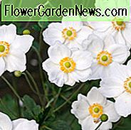 Anemone Honorine Jobert, Anemone x Hybrida 'Honorine Jobert', japoński Anemone 'Honorine Jobert', Windflower 'Honorine Jobert', Anemone x Hybrida 'Alba', późne lato bylina, Białe kwiaty