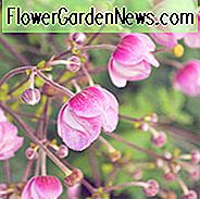 Anemone × Hybrida Rosenschale, japoński Anemone 'Rosenschale', Windflower 'Rosenschale', Fall Anemone 'Rosenschale', Anemone hupehensis 'Rosenschale', Anemone japonica 'Rosenschale', japoński thimbleflower 'Rosenschale', późne lato wieloletnie, różowy anemon