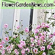 Japońskie zawilce, Windflowers, Anemone tomentosa, Anemone Grapeleaf, Anemone x Hybrida, kwiaty jesienne, Jesienne byliny, białe kwiaty, różowe kwiaty, rośliny towarzyszące