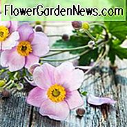 Japońskie zawilce, Windflowers, Anemone tomentosa, Anemone Grapeleaf, Anemone x Hybrida, jesienne kwiaty, jesienne byliny, białe kwiaty, różowe kwiaty, rosnące japońskie zawilce, troskliwe japońskie anemony