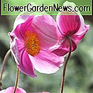 Anemone Praecox, japoński Anemone 'Praecox', Windflower 'Praecox', Różowy Anemon, Upadek Anemone