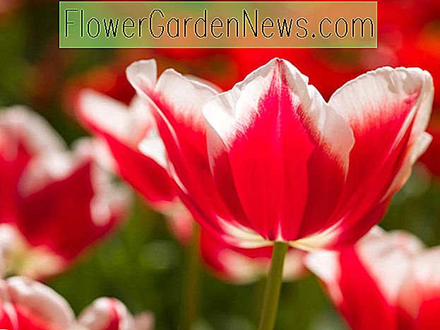 Tulipa 'Leen Van Der Mark' (Triumftulpan)