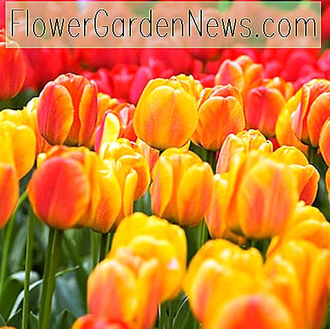 Tulipa 'La beauté d'Apeldoorn' (Darwin Hybrid Tulip)