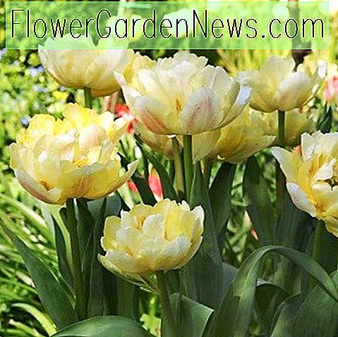 Tulipa 'Verona' (Doble temprano tulipán)