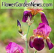 Iris 'Dauntless', Iris ระทึกใจร้อนของ Iris, Iris Germanica 'Dauntless', MidSeason Irises, รางวัล Irises, Purple Irises, Dykes Medal