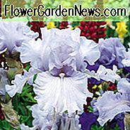 Iris 'Silverado' Iris 'Silverado', Iris Germanica 'Silverado', Irsea Irises, รางวัล Irises, Irises สีขาว, Lavender Irises