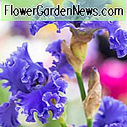 Iris 'Yaquina Blue', Iris 'Yaquina Blue', Iris Germanica 'Yaquina Blue', ไอริสตอนกลาง, Irises สีฟ้า, รางวัล Irises