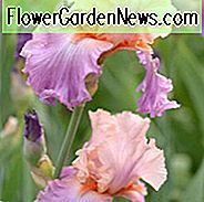 Iris 'Celebration Song', งานฉลองเพลง Iris 'Iris Germanica' Celebration Song ', ไอริสปลายยุคกลาง, Irises สีชมพู, รางวัล Irises, Irises Bicolor, Irises Apricot