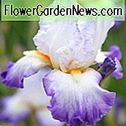 Iris 'Conjuration', Iris 'Conjuration' ที่มีขนยาว Iris Germanica 'Conjuration', ปลาย Irises ของ Iris, Iris 'Conjuration', ไอริสสีดำ