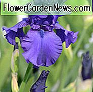 Iris 'Dusky Challenger', Iris 'Dusky Challenger' ของ Iris 'Iris Germanica' Dusky Challenger ', ไอริสปลายสายกลาง, irises ดำ Irises รางวัล Irises สีม่วง