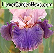Iris 'Florentine Silk', Iris 'Florentine Silk' ของ Iris 'Iris Germanica' Florentine Silk ', ไอซีนปลายฤดูใบไม้ร่วง, Iris Bicolor, รางวัล Irises, Irises สีชมพู, Irises Lavender