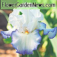 Iris 'Queen's Circle', วงแหวน Queen 'Iris', Iris Germanica 'Queen's Circle', Irises ปลาย Irises, Iris Bicolor, รางวัล Irises, Blue Irises, Irises สีขาว