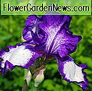Iris 'ก้าวออก' Iris สูง Bearded 'ก้าวออก' ไอริส Germanica 'Stepping Out' Irises ปลายฤดู Irises Iris Iris, Iris 'Iris'