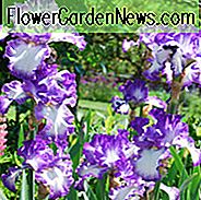 ไอริสเจสซีเพลงไอริสเคราเพลงของเจสซี่ Iris Germanica เพลงของเจสซี iris ไอริส Irises สีม่วง Irises รางวัล