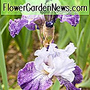 Iris 'Splashacata', Iris 'Splashacata' สูง Iris 'Splashacata', Irises Midseason ต้นไอริสม่วง, ไอริส Irises, Irises Bicolor, Irises สีขาว