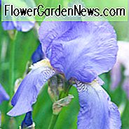 Iris 'Blue Rhythm', จังหวะ Blue Iris Blue Bearded ', Iris Germanica' Blue Rhythm ', MidSeason Irises, รางวัล Irises, Blue Iris, Dykes Medal