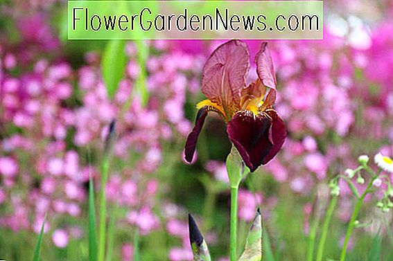 สายรุ้ง Irises สูง Irises เครา Irises รางวัลเหรียญงาช้าง Iris บลูมส์ครั้งแรก Irises ฤดูกาลปลาย Irises Irises ต้น Irises ปลาย