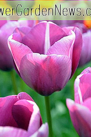 Tulipa 'Andre Rieu' (Single Late Tulip)