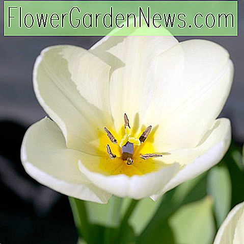 Tulipa 'Maureen' (Tulipe simple tardive)