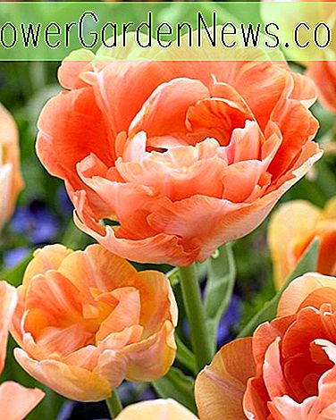 Tulipa 'Orange Angelique', Tulip 'Orange Angelique', Doble Tulipán tardío 'Orange Angelique', Tulipanes tardíos dobles, Bulbos de primavera, Flores de primavera, Tulipán naranja, Tulipán tardío doble, Tulipanes de albaricoque