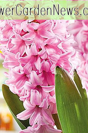 Hyacinthus orientalis 'Pink Surprise' (Hyacinth holandés)
