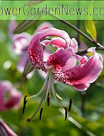 Lilium speciosum var.  Rubrum (Lily)