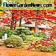 Acer palmatum 'Butterfly' (Japanischer Ahorn) 🌹 Nützliche Tipps Gärtner