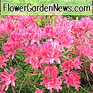 Rhododendron 'Rosy Lights', 'Rosy Lights' Rhododendron, 'Rosy Lights' Azalea, Late Midseason Azalea, Løvfældende Azalea, Pink Azalea, Pink Rhododendron, Pink Blomstrende Busk