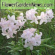 Rhododendron 'White Lights', 'White Lights' Rhododendron, 'White Lights' Azalea, Late Midseason Azalea, Løvfældende Azalea, Hvid Azalea, Hvid Rhododendron, Hvid Blomstrende Busk