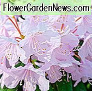Rhododendron 'Windbeam', 'Windbeam' Rhododendron, 'Windbeam' Azalea, Løvfældende Azalea, Tidlig Midseason Azalea, Pink Azalea, Pink Rhododendron, Pink Blomstrende Busk
