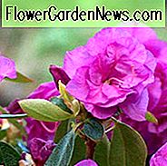 Rhododendron 'April Rose', 'April Rose' Rhododendron, Tidlig Sæson Rhododendron, Lilla Azalea, Lilla Rhododendron, Lilla Blomstrende Busk, Evergreen Rhododendron