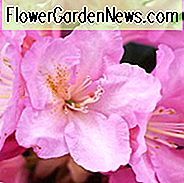 Rhododendron 'Ken Janeck', Rhododendron Yakushimanum 'Ken Janeck', lyserøde blomster, pink rhododendron, lyserød blomstrende busk