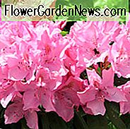 Rhododendron 'Olga Mezitt', Rhododendron 'Olga Mezzitt', lyserøde blomster, lyserød rhododendron, lyserød blomstrende busk