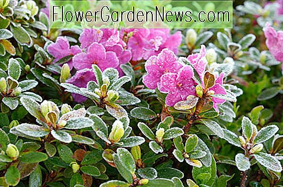 Hardiest Azalea och Rhododendron