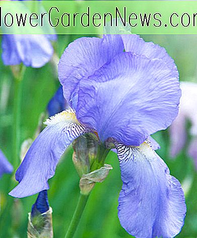 Iris 'Blue Rhythm' (Bearded Iris)