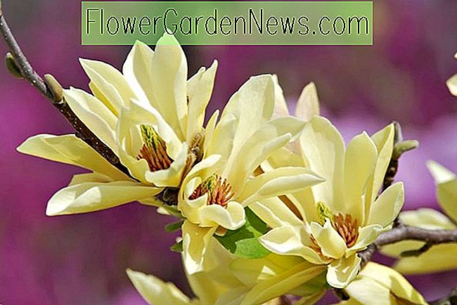 Magnoliile preferate cu galben-înflorire pentru grădina dvs.