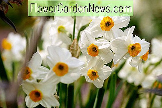Narcissus 'Geranium' (Tazetta påsklilja)